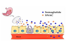 snac semaglutide SNAC promotes the oral absorption of semaglutide tablets