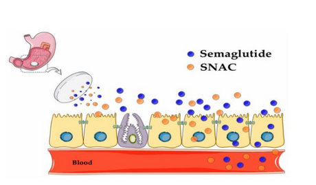 snac semaglutide SNAC promotes the oral absorption of semaglutide tablets