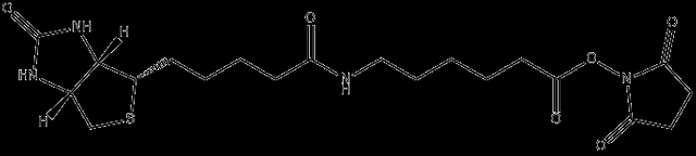 Biotin-C5-NHS Ester