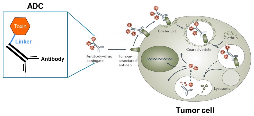 The Latest Research and Development into the Antibody–Drug Conjugate